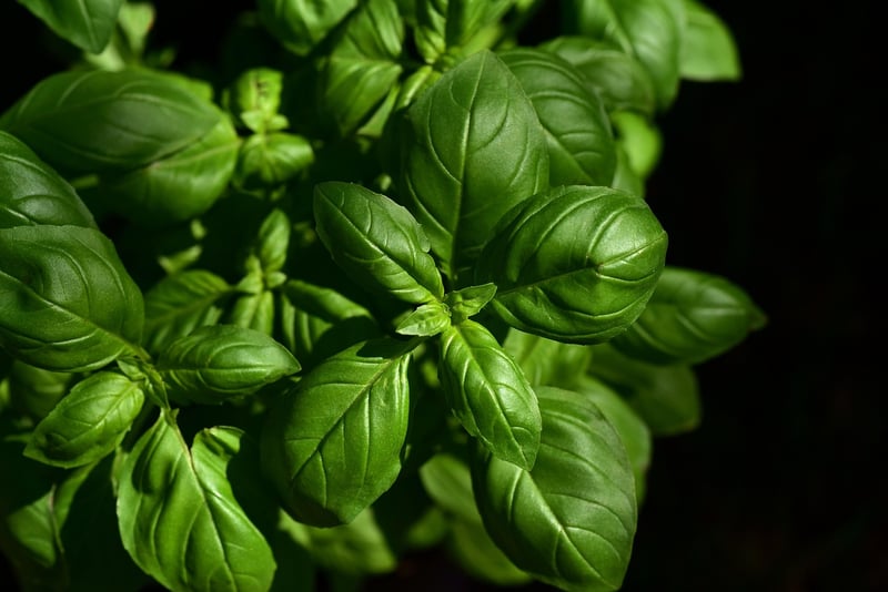 Herb Garden Selection