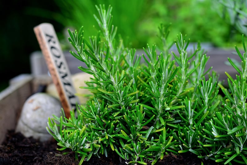 Herb Garden