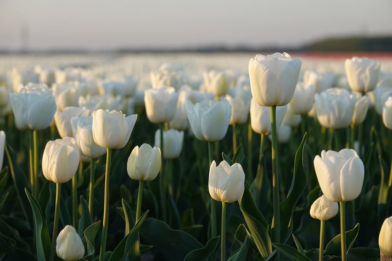 Tulip Flower